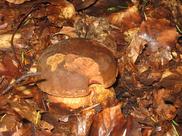 hríb zrnitohlúbikový Sutorius luridiformis (Rostk.) G. Wu & Zhu L. Yang