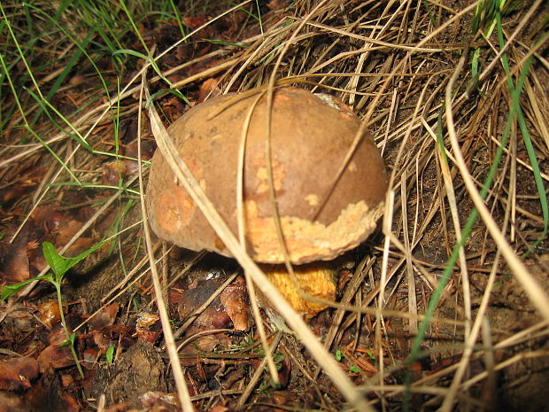 hríb zrnitohlúbikový Sutorius luridiformis (Rostk.) G. Wu & Zhu L. Yang