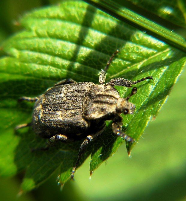 zlatoň Valgus hemipterus