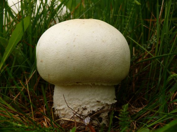 pečiarka veľkovýtrusná Agaricus albidoperonatus Heinem.