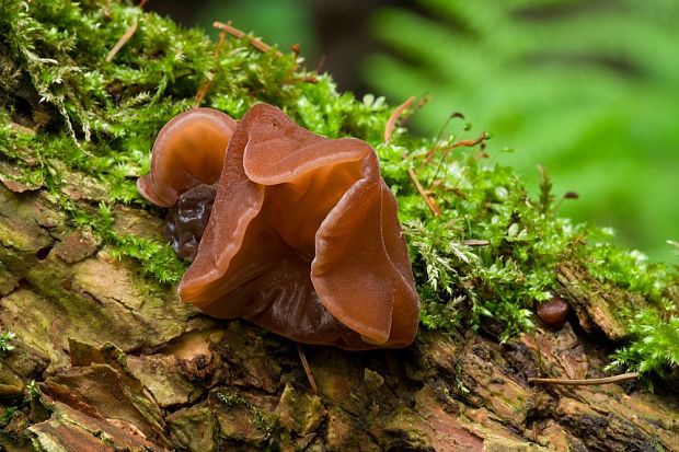 uchovec bazový Auricularia auricula-judae (Bull.) Quél.