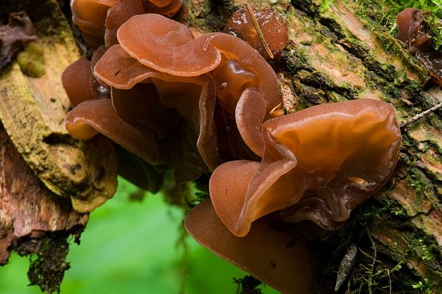 uchovec bazový Auricularia auricula-judae (Bull.) Quél.