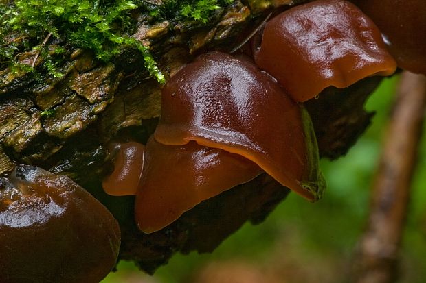 uchovec bazový Auricularia auricula-judae (Bull.) Quél.