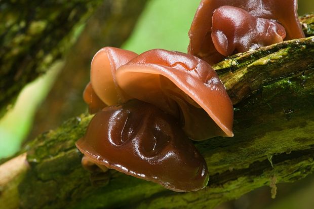 uchovec bazový Auricularia auricula-judae (Bull.) Quél.