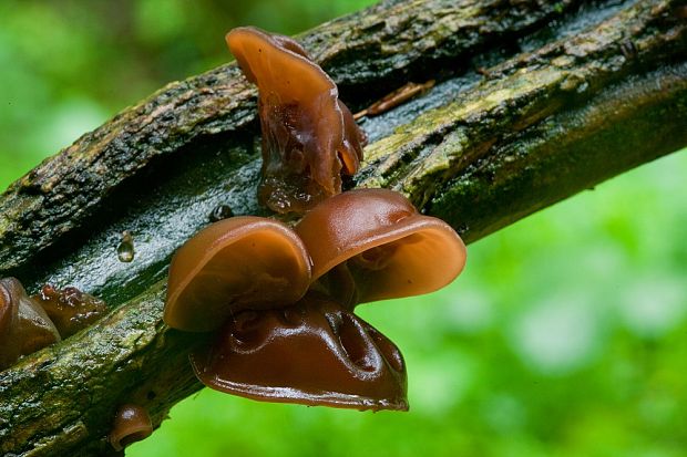 uchovec bazový Auricularia auricula-judae (Bull.) Quél.