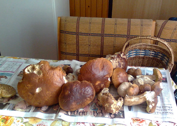 hríb smrekový Boletus edulis Bull.