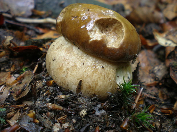 hríb smrekový Boletus edulis Bull.