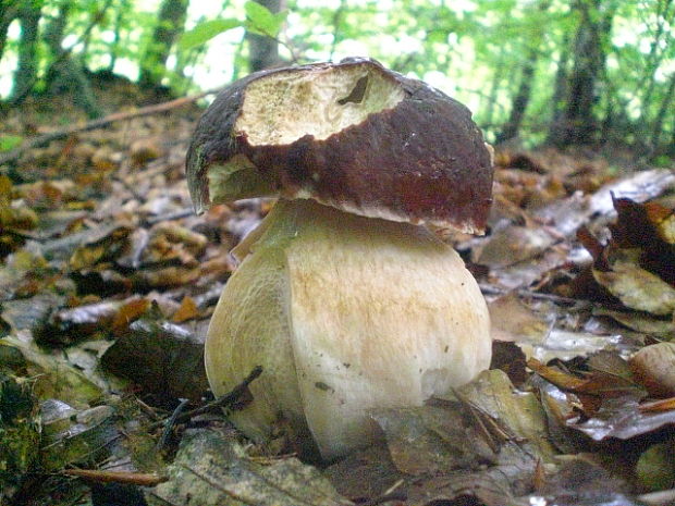 hríb sosnový Boletus pinophilus Pil. et Dermek in Pil.