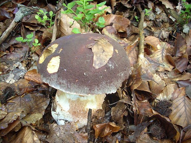 hríb sosnový Boletus pinophilus Pil. et Dermek in Pil.