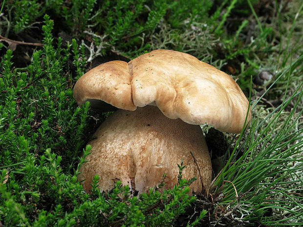 hríb dubový Boletus reticulatus Schaeff.