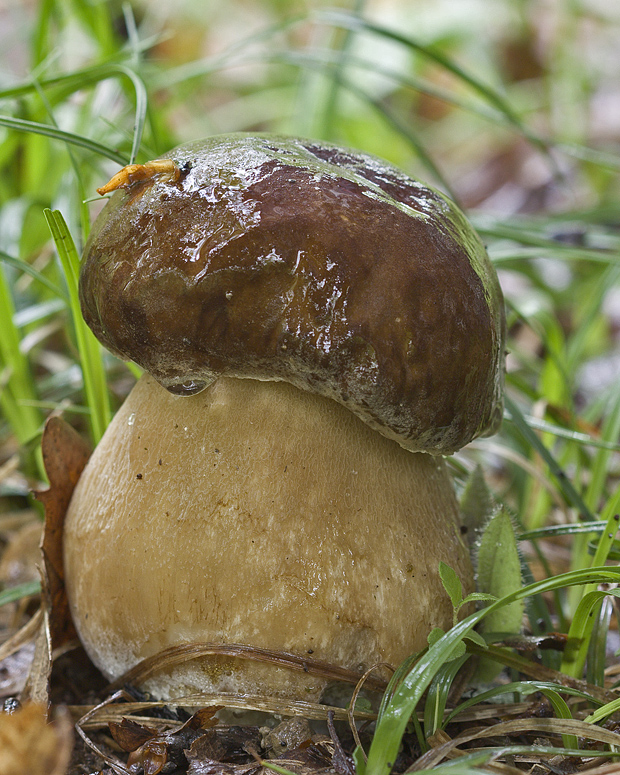 hríb dubový Boletus reticulatus Schaeff.