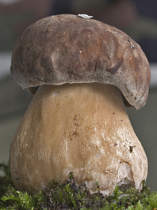 hríb dubový Boletus reticulatus Schaeff.