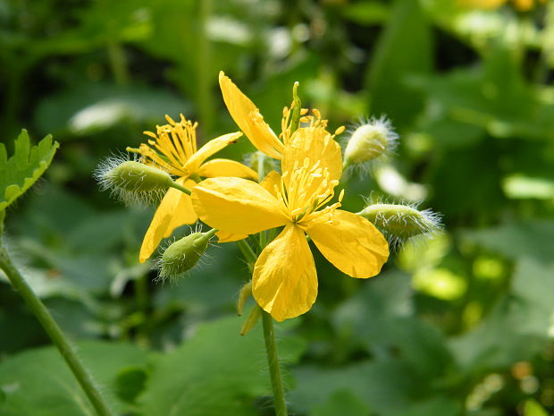 lastovičník väčší Chelidonium majus L.