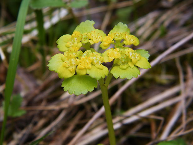 slezinovka striedavolistá Chrysosplenium alternifolium L.