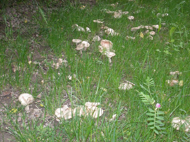 hodvábnica jarná Entoloma clypeatum (L.) P. Kumm.