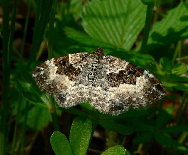 piadivka obyčajná - píďalka obecná Epirrhoe alternata Müller, 1764