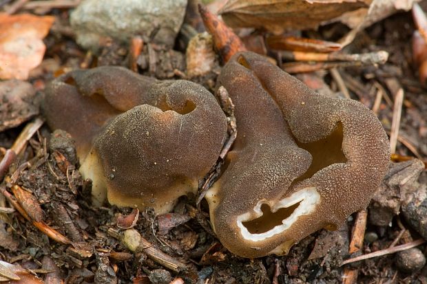 chriapač kalíškovitý ? Helvella acetabulum (L.) Quél.