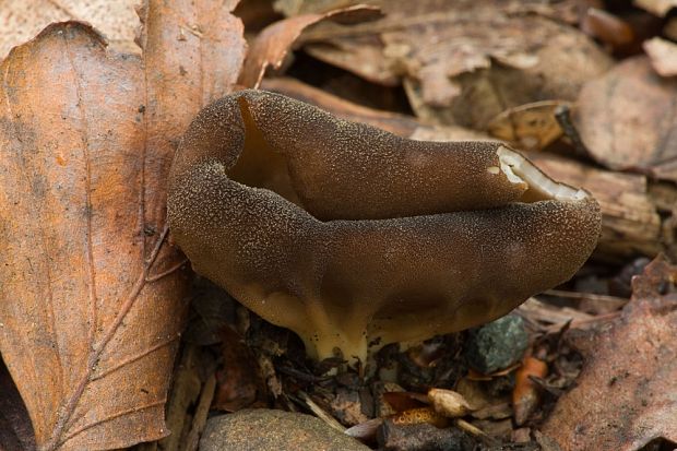 chriapač kalíškovitý ? Helvella acetabulum (L.) Quél.