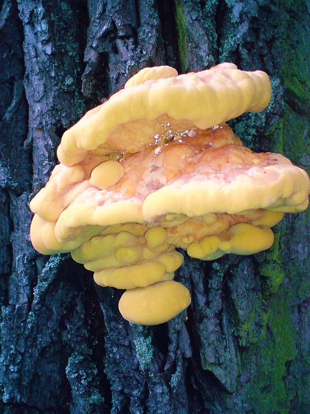 sírovec obyčajný Laetiporus sulphureus (Bull.) Murrill