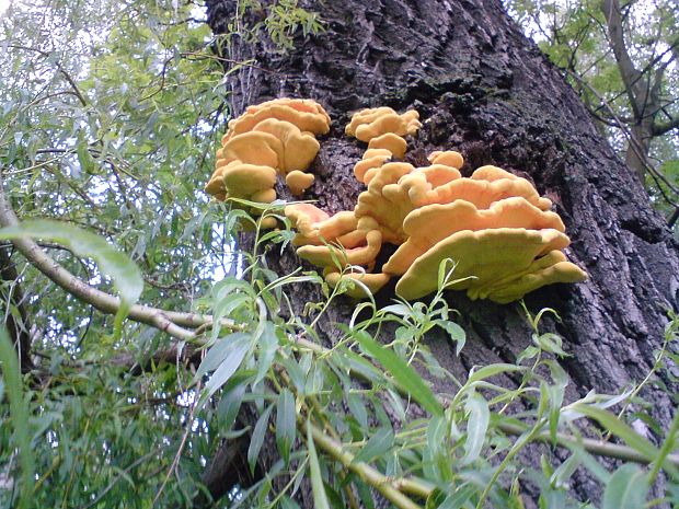 sírovec obyčajný Laetiporus sulphureus (Bull.) Murrill