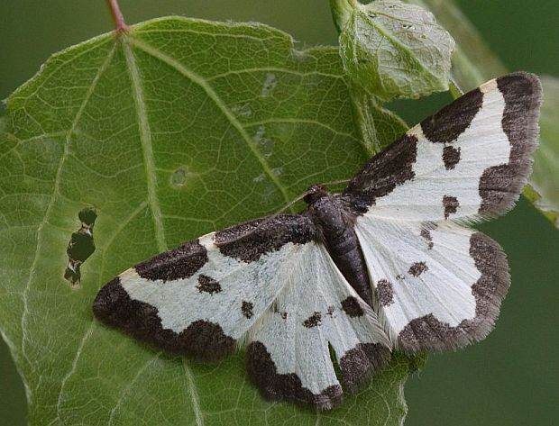 piadivka liesková  - Skvrnopásník lískový Lomaspilis marginata