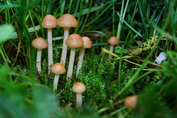 špička obecná ? Marasmius oreades?