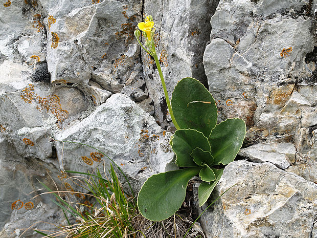 prvosienka holá Primula auricula L.