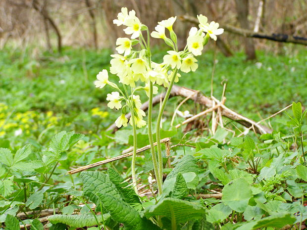 prvosienka jarná Primula veris L.