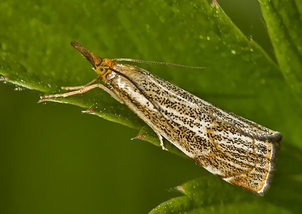 trávovec jarný Thisanotia chrysonuchella