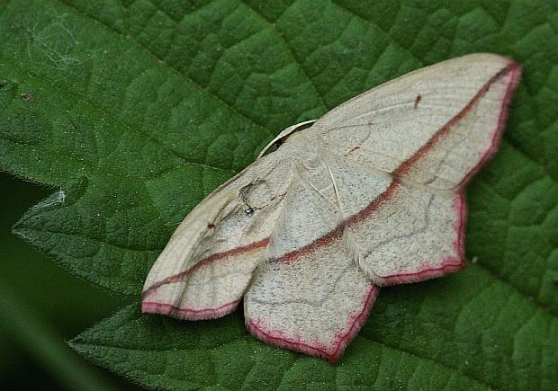 piadica štiavcová - Žlutokřídlec šťovíkový Timandra comae