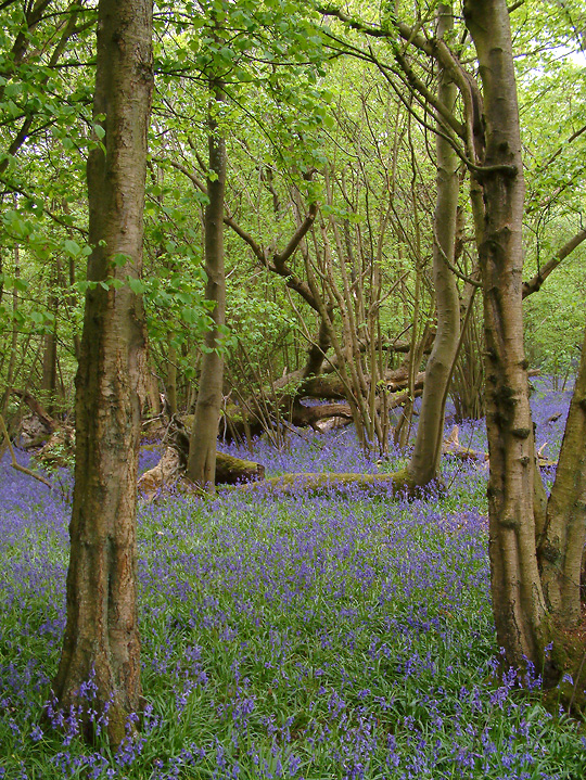 blue & green (Kent)