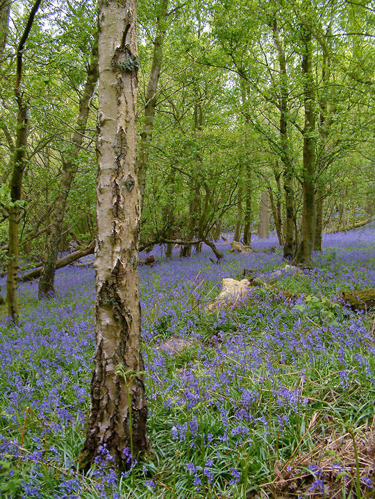 blue & green II (Kent)