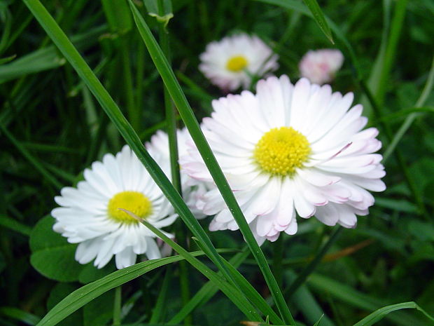 sedmokráska obyčajná Bellis perennis L.