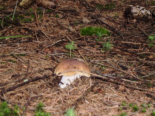 hríb smrekový Boletus edulis Bull.