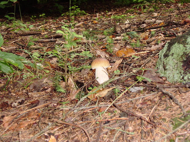 hríb smrekový Boletus edulis Bull.