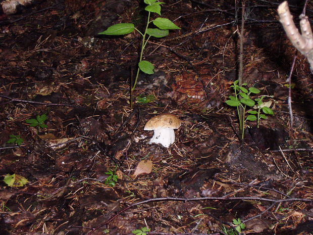 hríb smrekový Boletus edulis Bull.