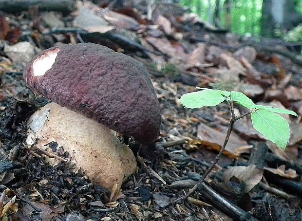 hríb sosnový Boletus pinophilus Pil. et Dermek in Pil.