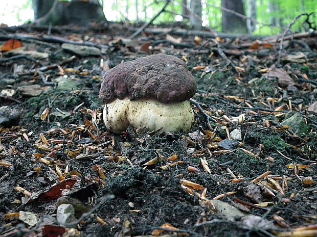 hríb sosnový Boletus pinophilus Pil. et Dermek in Pil.