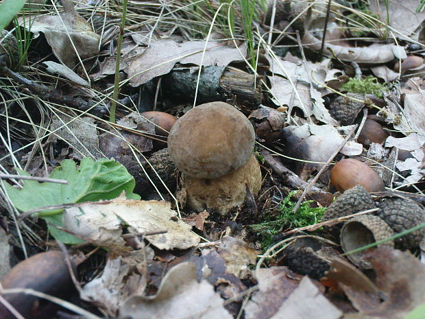 hríb dubový Boletus reticulatus Schaeff.