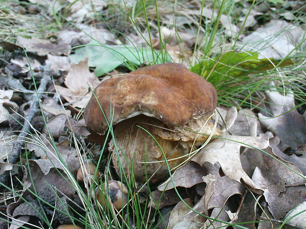 hríb dubový Boletus reticulatus Schaeff.