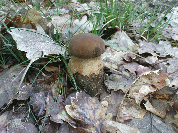 hríb dubový Boletus reticulatus Schaeff.