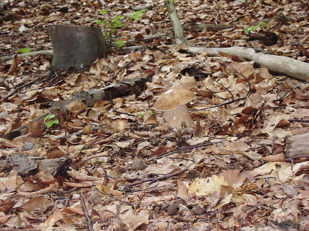 hríb dubový Boletus reticulatus Schaeff.