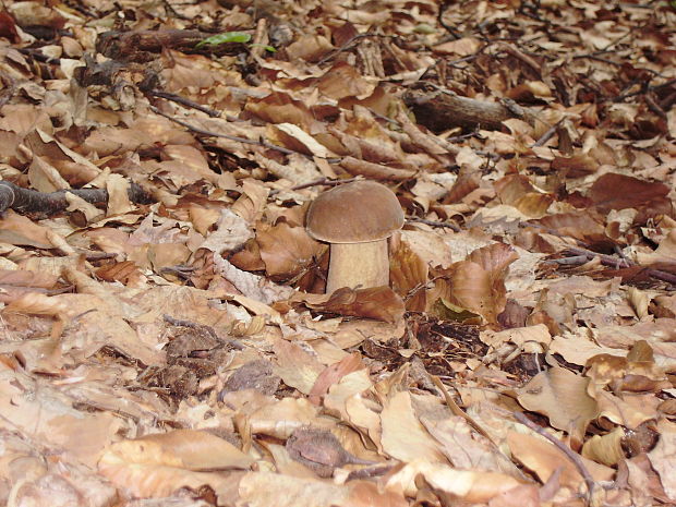 hríb dubový Boletus reticulatus Schaeff.