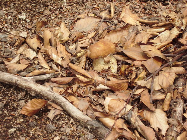 hríb dubový Boletus reticulatus Schaeff.