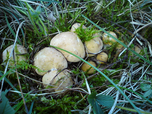 čírovnica májová Calocybe gambosa (Fr.) Donk