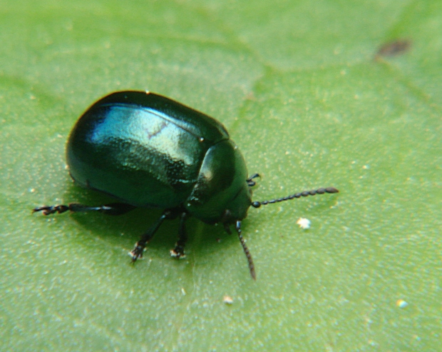 liskavka Chrysolina varians