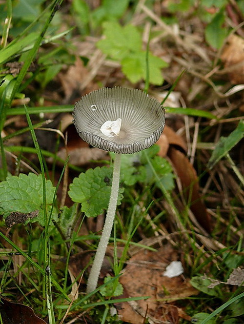 hnojník Coprinus sp.