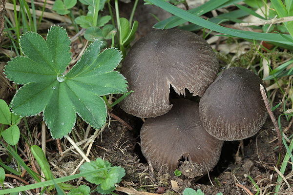 hodvábnica včasná Entoloma vernum S. Lundell