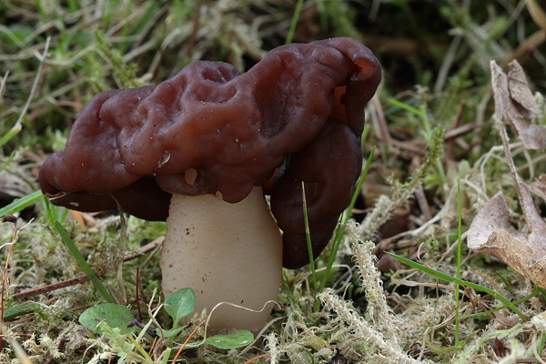 ušiak obyčajný Gyromitra esculenta (Pers.) Fr.