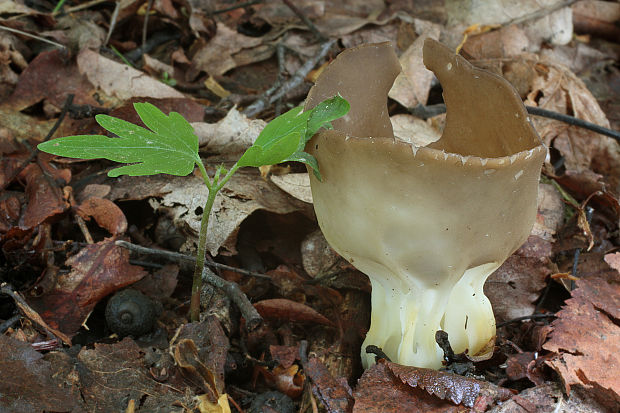 chriapač kalíškovitý Helvella acetabulum (L.) Quél.